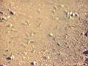 Tadpoles in a pool on top of Uluru