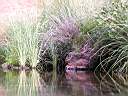 Rock Pool