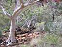 Kings Canyon